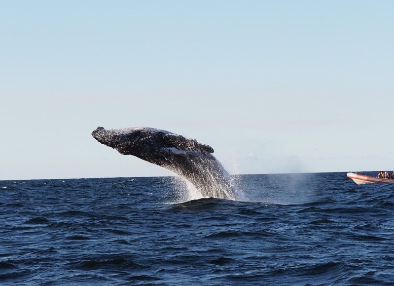 Picture 4 for Activity Gold Coast: Whale Watching