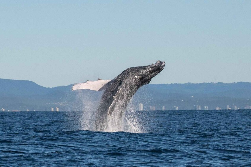 Picture 9 for Activity Gold Coast: Whale Watching