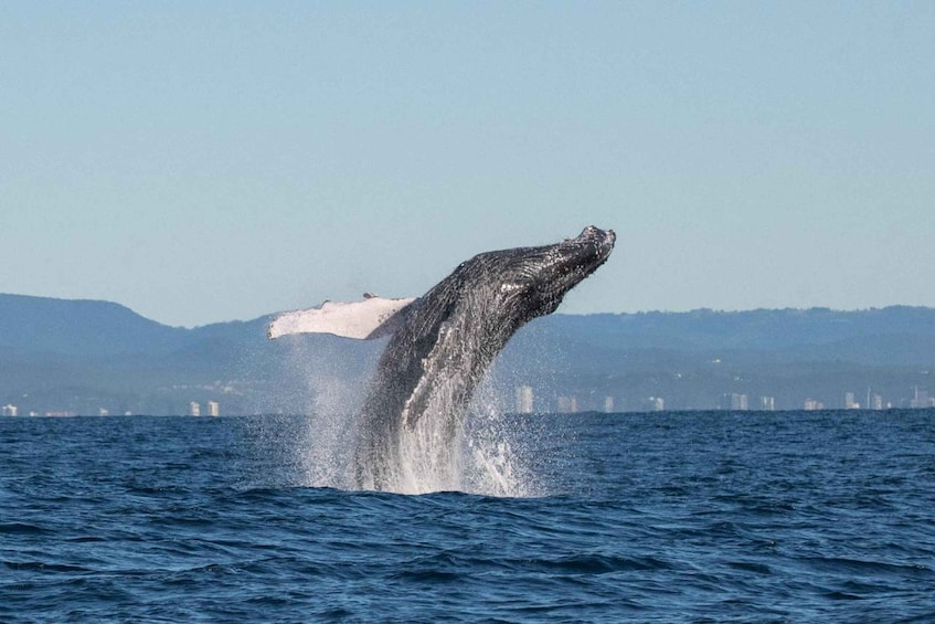 Picture 9 for Activity Gold Coast: Whale Watching