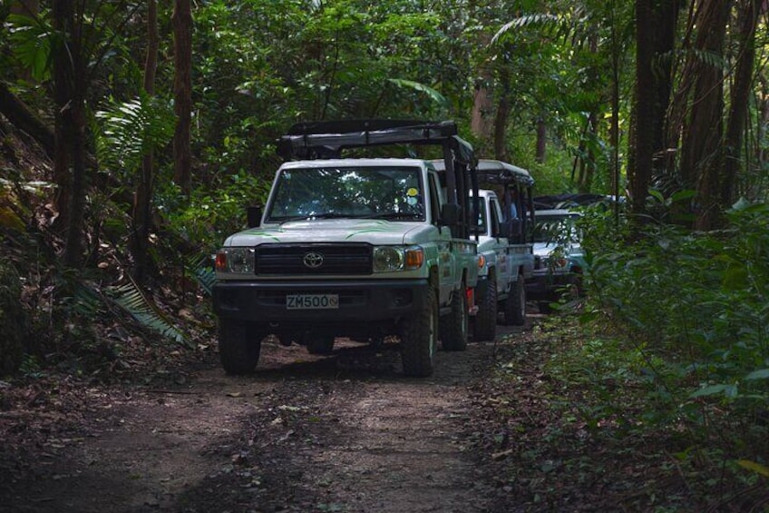 Adventure Safari