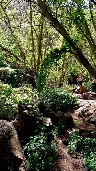Picture 24 for Activity Maspalomas: Barranco de los Cernicalos Rainforest Hike