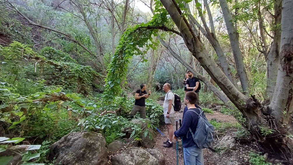 Picture 25 for Activity Maspalomas: Barranco de los Cernicalos Rainforest Hike