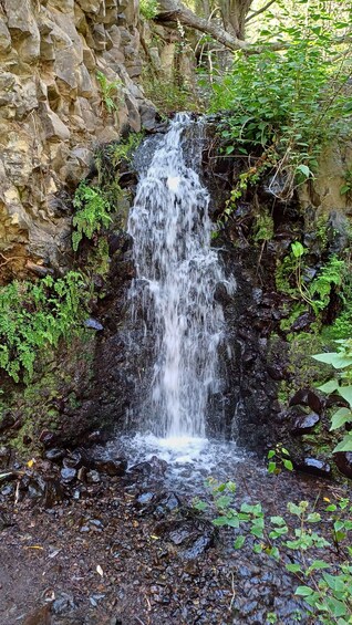 Picture 23 for Activity Maspalomas: Barranco de los Cernicalos Rainforest Hike