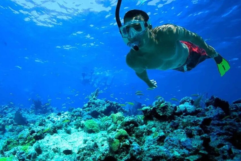 Picture 7 for Activity Muscat: Snorkeling and Dolphin Watching Tour