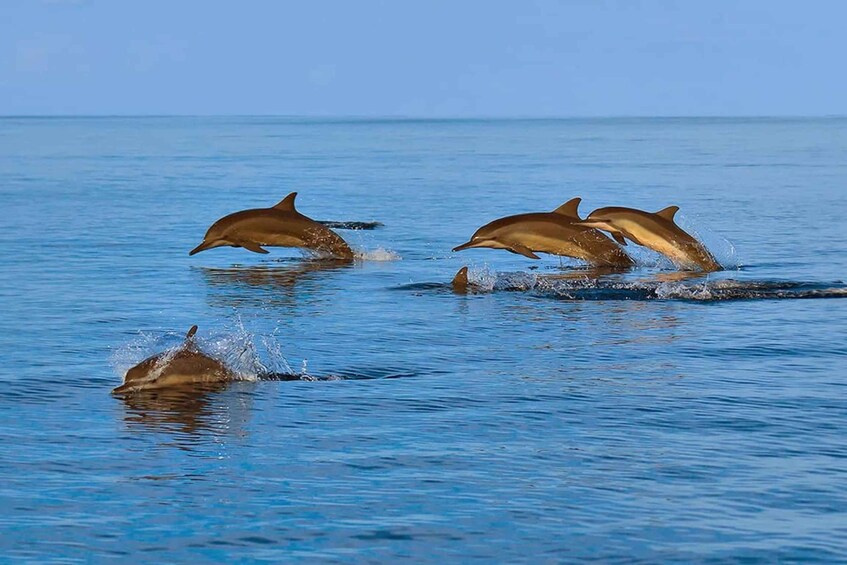 Picture 5 for Activity Muscat: Snorkeling and Dolphin Watching Tour