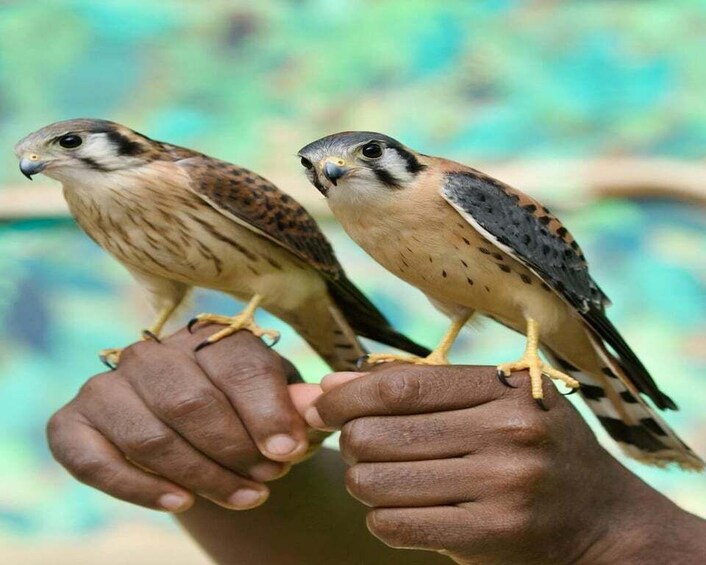 Picture 4 for Activity Cartagena:Daytour Aviary with entrance + Playa blanca by bus