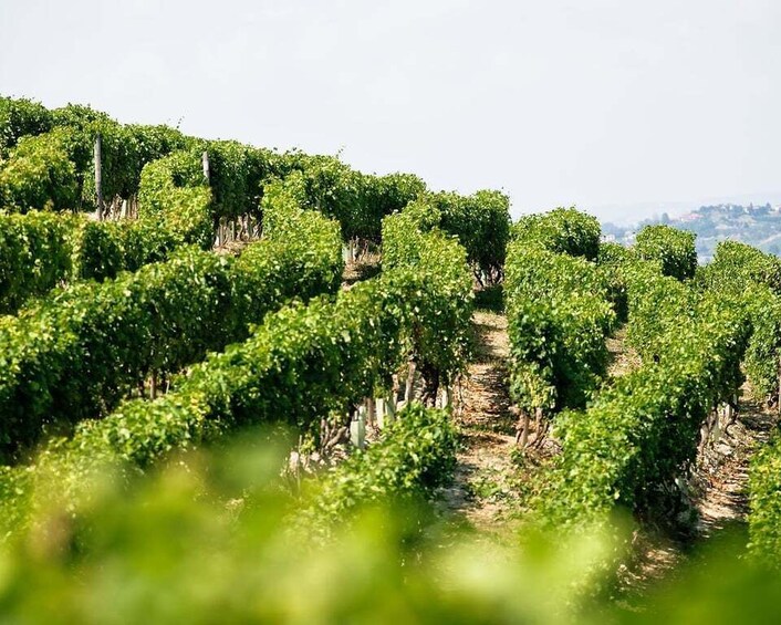 Picture 4 for Activity Langhe & Monferrato: Vineyard Tour and Wine Tasting