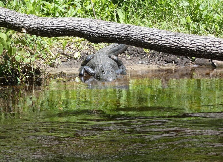 Picture 7 for Activity Blackwater Creek: Exclusive Nature Escape Kayak Adventure