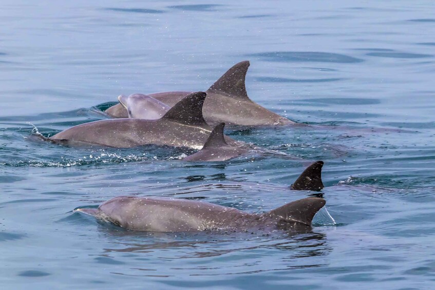 Picture 22 for Activity Wasini Island: Dolphin Spotting & Snorkel at Kisite Mpunguti
