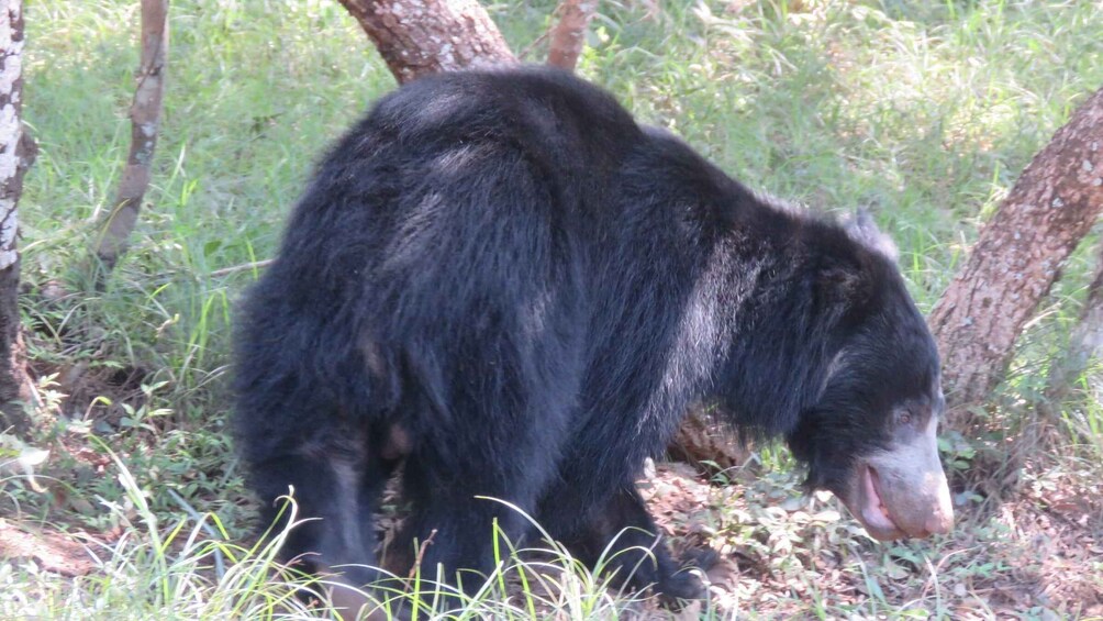 Picture 10 for Activity Private Half-Day Safari at Yala National Park