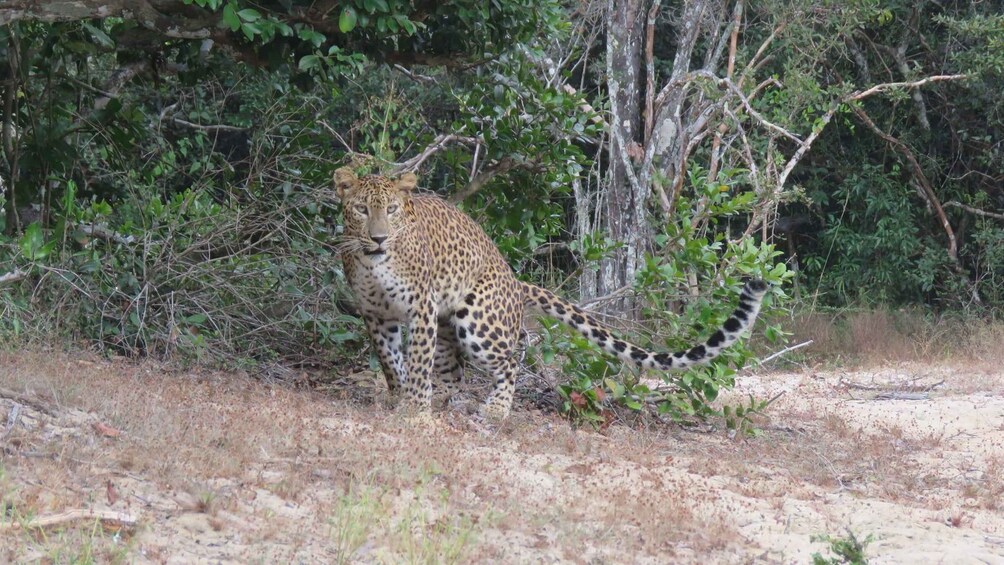 Picture 11 for Activity Private Half-Day Safari at Yala National Park