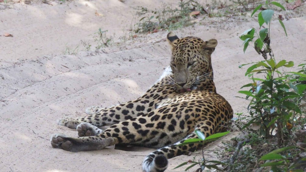 Picture 12 for Activity Private Half-Day Safari at Yala National Park