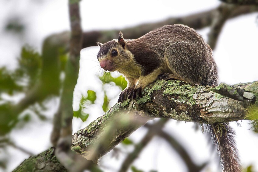 Picture 15 for Activity From Colombo: Yala National Park Safari with Transfer