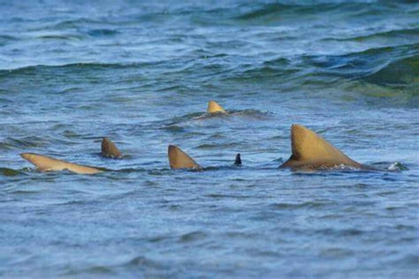 Picture 5 for Activity Salt Pans & Lemon Sharks Experience