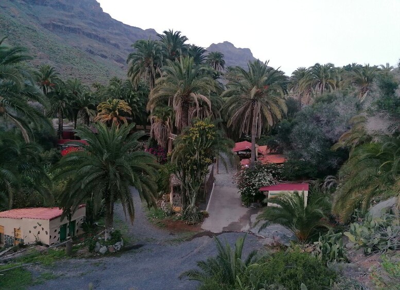 Picture 1 for Activity Gran Canaria: Camel Ride at Camel Safari Park