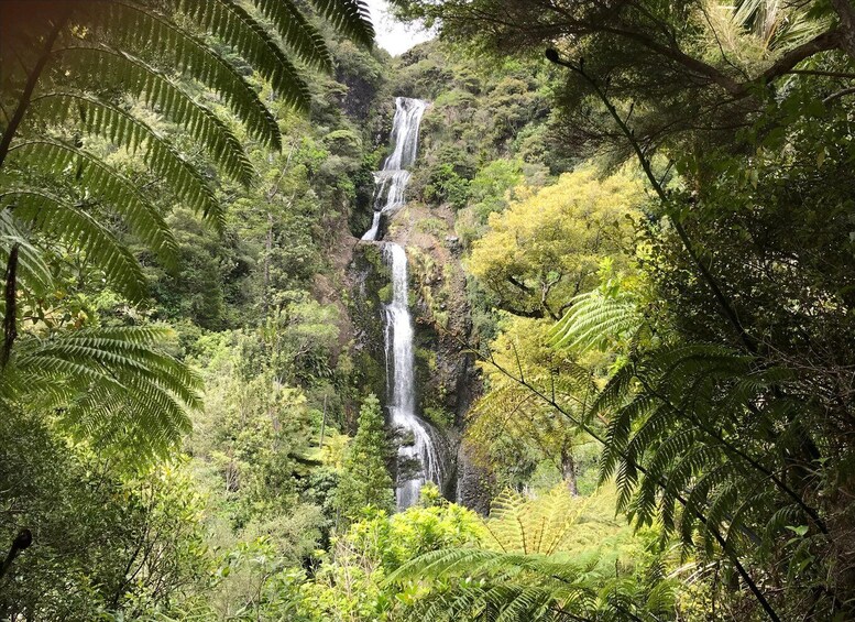 Picture 11 for Activity Piha & Karekare - Out of Auckland Private Tour