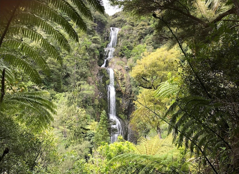 Picture 11 for Activity Piha & Karekare - Out of Auckland Private Tour