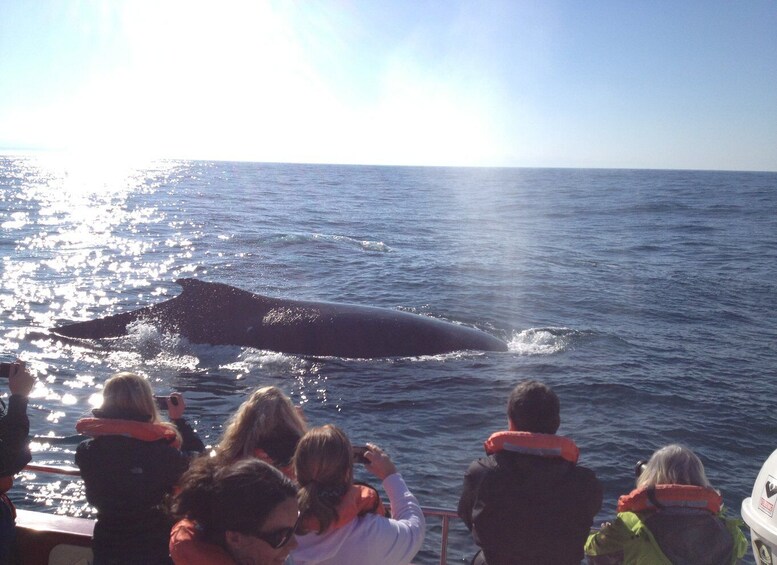 Picture 9 for Activity Plettenberg Bay: Whale-Watching Cruise