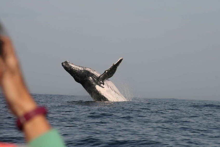 Picture 5 for Activity Plettenberg Bay: Whale-Watching Cruise