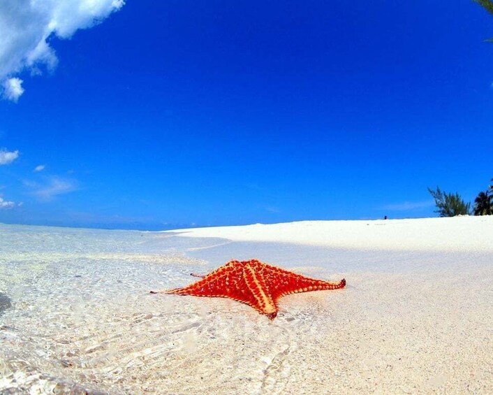 Picture 3 for Activity From George Town: Grand Cayman Guided Tour with Botanic Park
