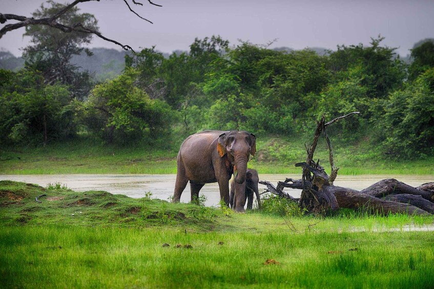 Picture 3 for Activity Ella: Drop to Mirissa/Galle/Hikkaduwa & Yala Safari Tour