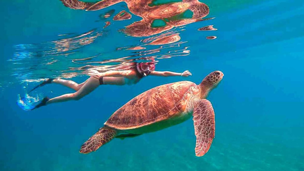 Picture 18 for Activity Waikiki: 5-in-1 Turtle Snorkeling Trip with Transfer