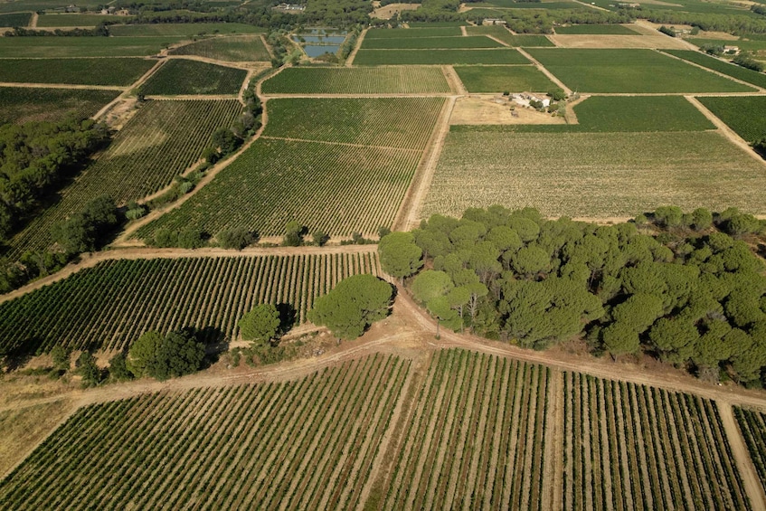Picture 10 for Activity Provence Wine Tour - Small Group Tour from Cannes
