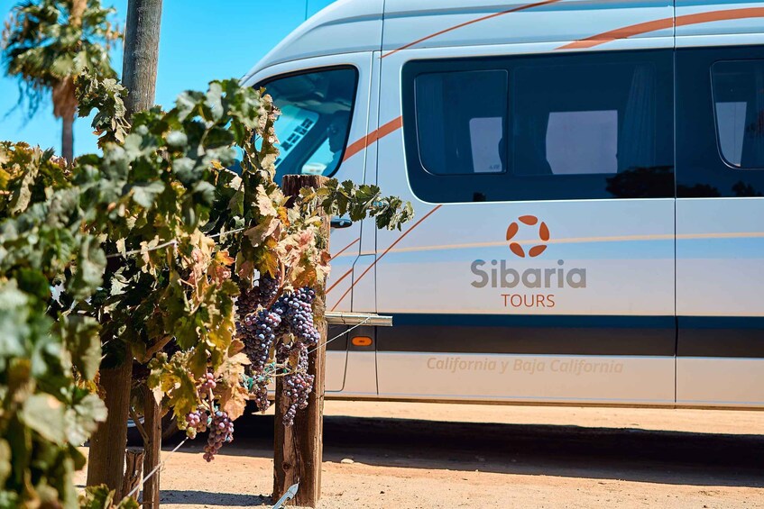 Picture 6 for Activity From Tijuana: Valle de Guadalupe Shared Winery Tour
