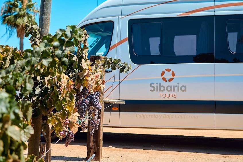 Picture 6 for Activity From Tijuana: Valle de Guadalupe Shared Winery Tour