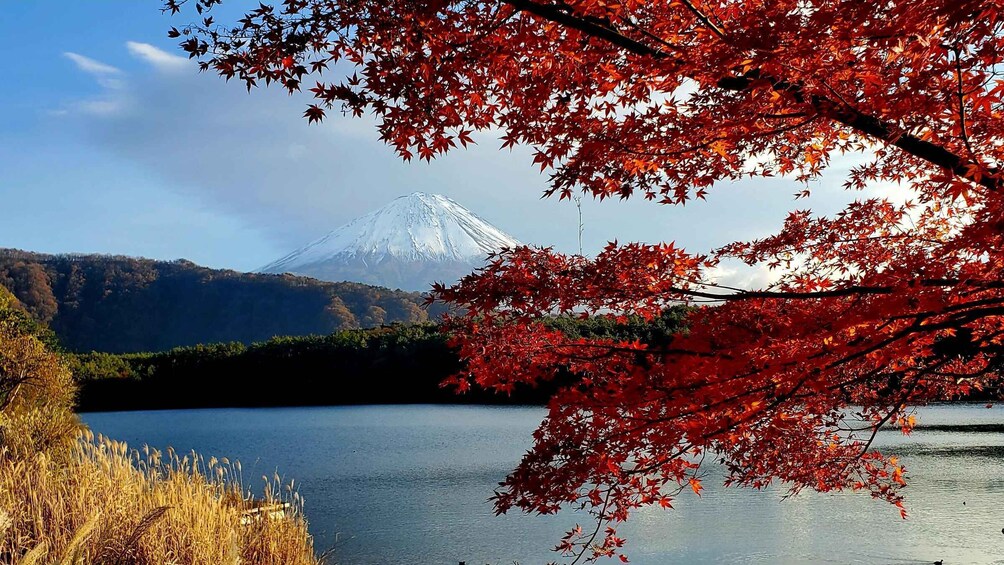 Mt Fuji: Full Day Private Tour with English Guide