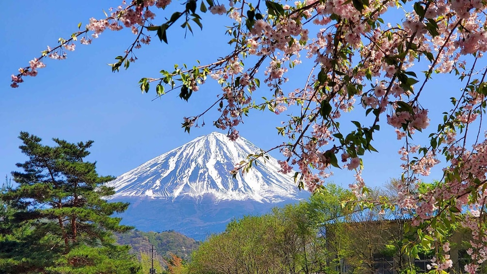 Guided Mt Fuji Private Tour GREEN NUMBER PLATES