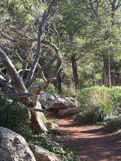 Picture 31 for Activity From Palma: Valldemossa Tour and Mountain Viewpoint Hike