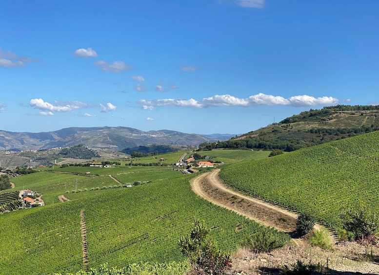 Picture 9 for Activity Douro: luxury walking with full lunch at Quinta do Portal