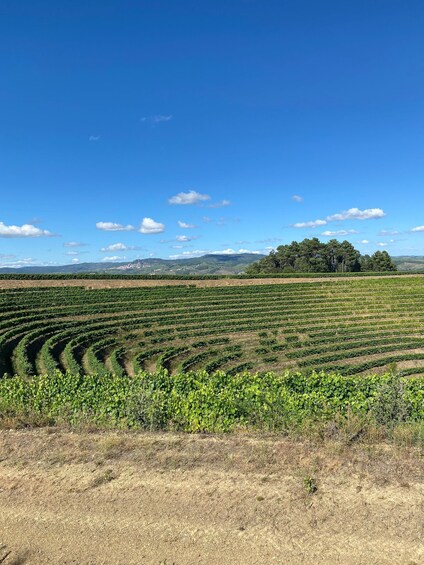 Picture 5 for Activity Douro: luxury walking with full lunch at Quinta do Portal