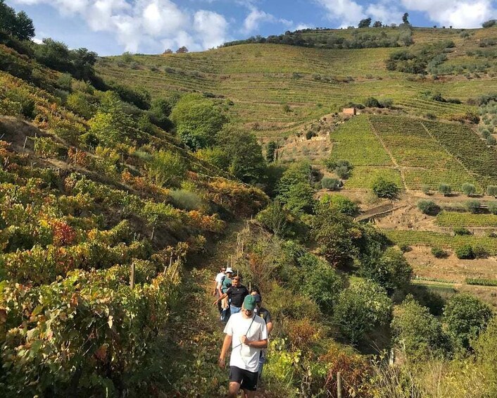 Picture 11 for Activity Douro: luxury walking with full lunch at Quinta do Portal