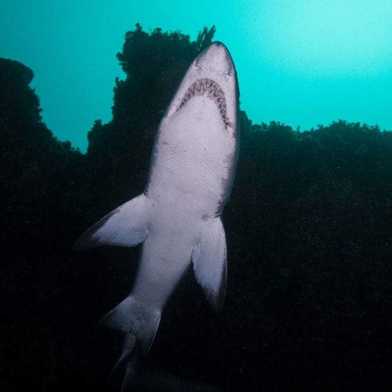 Picture 4 for Activity Bondi: Shark Dive at Bushrangers Bay for Certified Divers