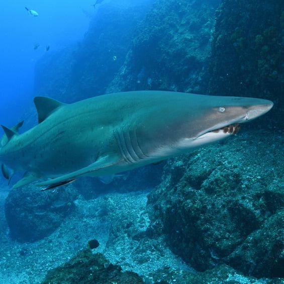 Picture 3 for Activity Bondi: Shark Dive at Bushrangers Bay for Certified Divers
