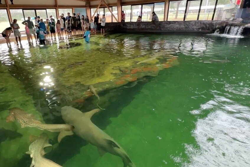 Picture 10 for Activity Anna Bay: Irukandji Entry with Zebra Shark Snorkel