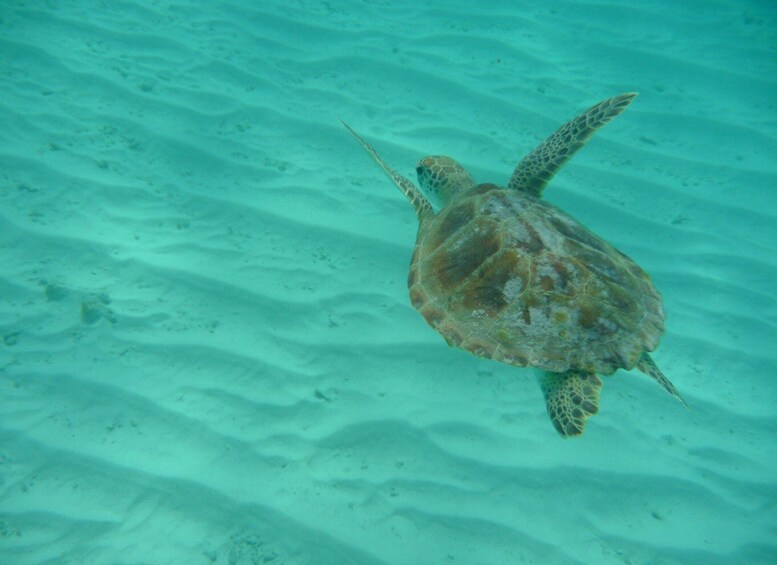 Picture 5 for Activity From Willemstad: Full-Day Boat Tour to Klein Curaçao