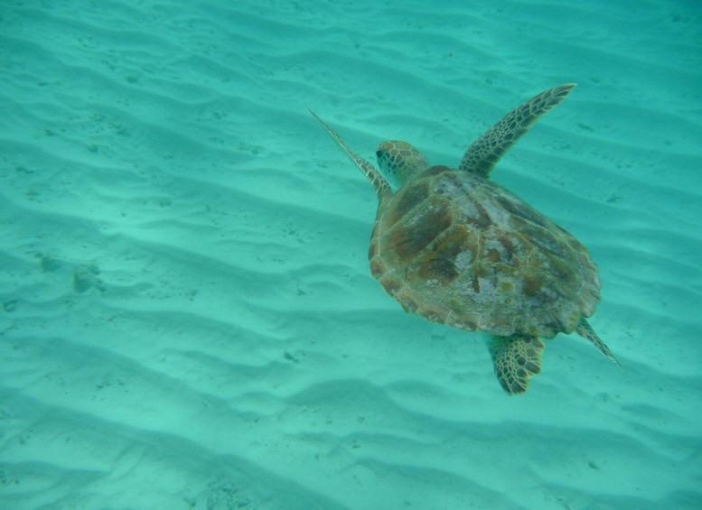 Picture 5 for Activity From Willemstad: Full-Day Boat Tour to Klein Curaçao