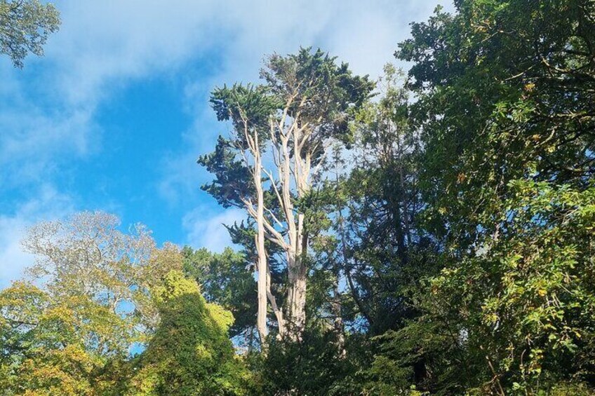 Abbotsbury Subtropical Gardens