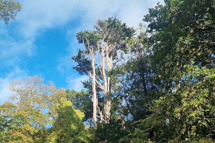 Abbotsbury Subtropical Gardens