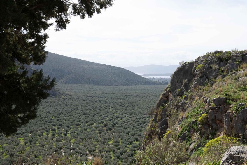 Picture 4 for Activity Delphi: Easy Hike on Ancient Path through the Olive Groves