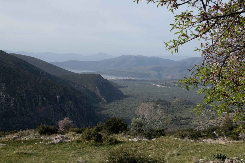 Picture 1 for Activity Delphi: Easy Hike on Ancient Path through the Olive Groves