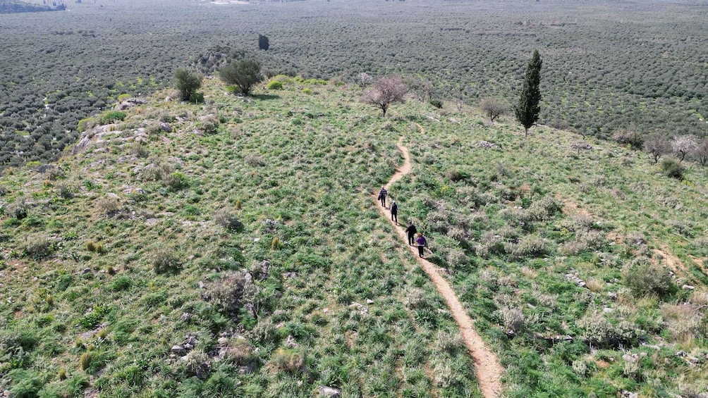 Picture 8 for Activity Delphi: Easy Hike on Ancient Path through the Olive Groves