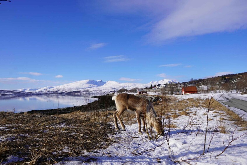 Picture 13 for Activity Tromsø: Exclusive Fjord Adventure by Bus