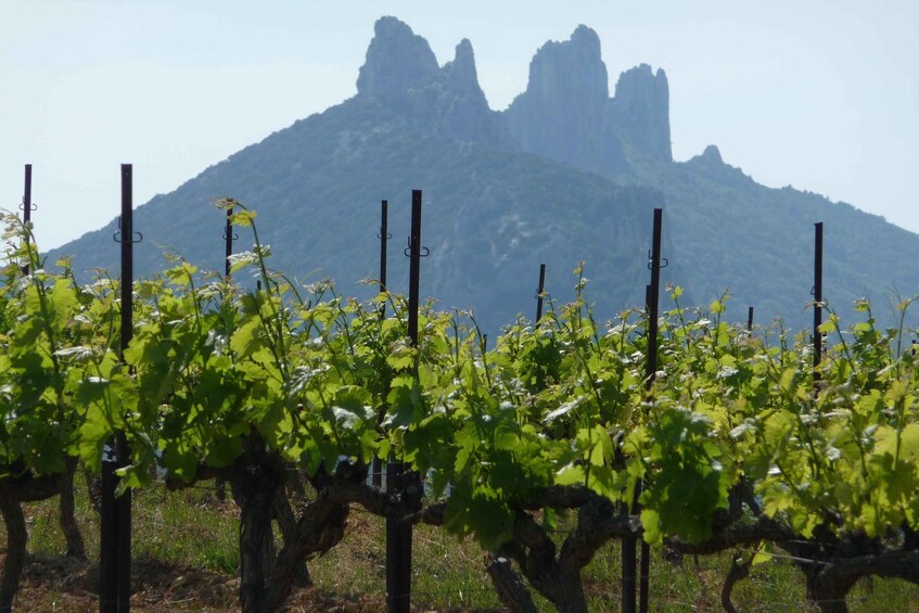 Picture 3 for Activity From Avignon: Half-Day Great Vineyards Tour
