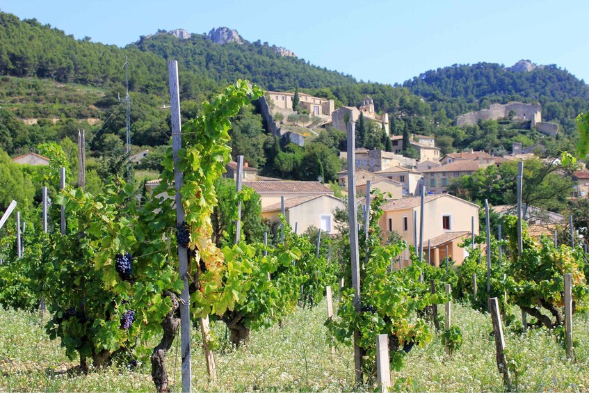 Picture 6 for Activity From Avignon: Half-Day Great Vineyards Tour
