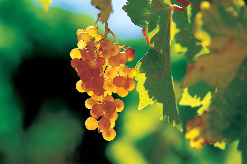 Picture 5 for Activity From Avignon: Half-Day Great Vineyards Tour