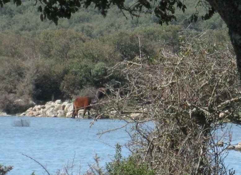 Picture 10 for Activity Cagliari: Su Nuraxi Barumini Unesco & Giara Horses 4h Tour